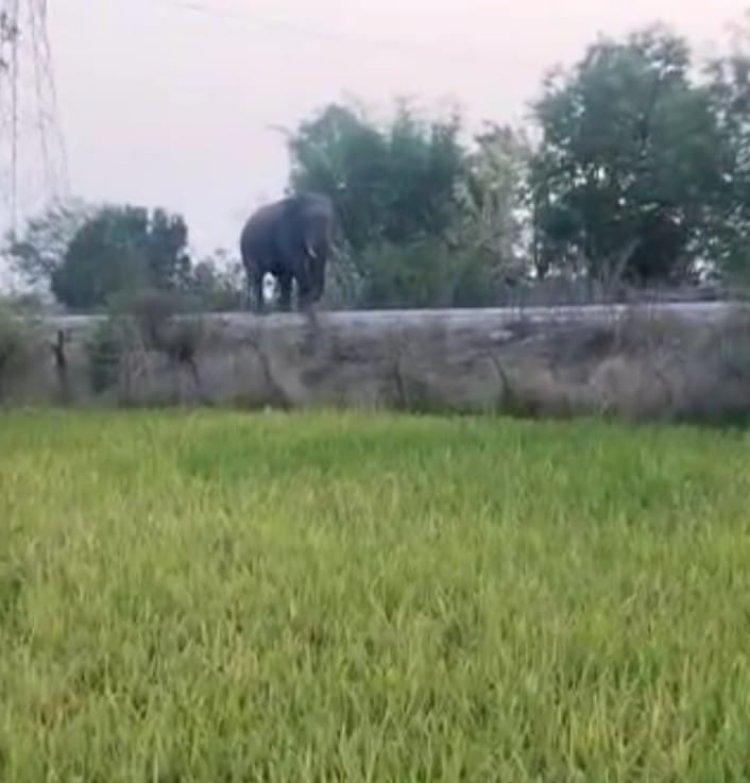 अचानक गजराज देखकर भागे मनरेगा मजदूर,दो हाथी पहुंचे गोविंदपुर,मचा हडक़ंप