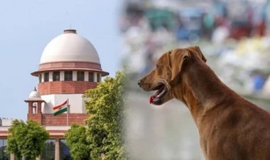 सुप्रीम कोर्ट की फटकार: आवारा कुत्तों पर रिपोर्ट न देने पर राज्यों को लताड़, मुख्य सचिवों को तलब