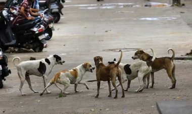 कर्नाटक सरकार का बड़ा फैसला: कुत्ता काटने से मौत पर 5 लाख, घायल को 5 हजार मुआवज़ा
