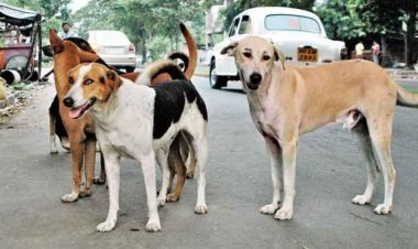 प्राचार्य-हेड मास्टर बताएंगे कुत्ता है या कुतिया, रंग व विशेष पहचान भी