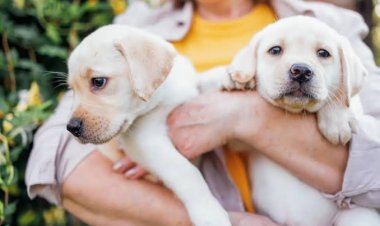 बेंगलुरु में नया ट्रेंड: अब मकान मालिक वसूल रहे हैं अलग से ‘Pets Rent’!