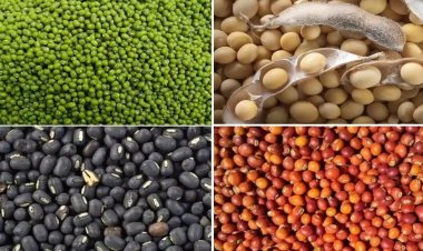 पीएम आशा योजना : दलहन-तिलहन की होगी समर्थन मूल्य पर खरीदी,फसलवार तिथियां घोषित