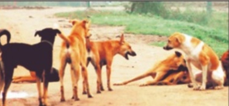 कहीं कुत्ते भी स्कूल में प्रेजेंट न हो जाएं,शिक्षकों को निगाह रखने की जिम्मेदारी