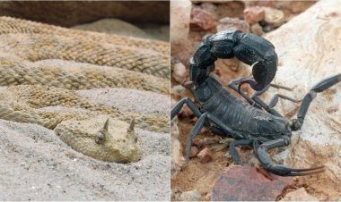 कुकुर संग अब गुरुजी मन सांप-बिच्छी, कीड़ा- मकोड़ा ल भी देखही