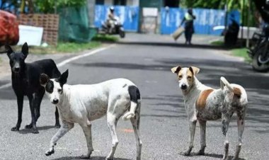 अब कुत्तों की निगरानी करेंगे प्रोफेसर : उच्च शिक्षा ने कहा, न रखें ऐसी खाद्य सामग्री जिससे आकर्षित हो ‘आवारा’
