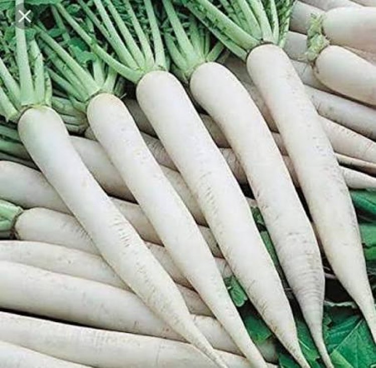 सर्दियों में मूली के शौकीन हैं तो हो जाएं सतर्क! इन 4 चीजों के साथ इसका सेवन सेहत पर पड़ सकता है भारी