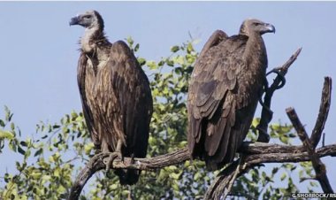 गिद्ध संरक्षण में छत्तीसगढ़ की नई उड़ान इंद्रावती टाइगर रिजर्व बना देश का मॉडल