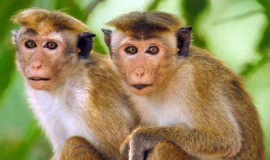 चीन का 'मंकी बिजनेस': 25 लाख रुपये तक पहुँची एक बंदर की कीमत