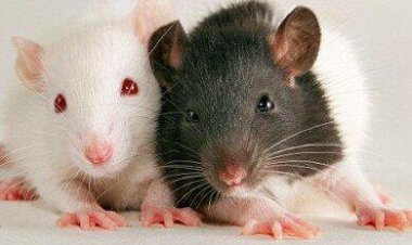 अंतरिक्ष की 'मदर माउस': चीन के स्पेस स्टेशन से लौटी चूहिया ने दिया 9 बच्चों को जन्म; विज्ञान की बड़ी जीत