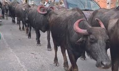 रायपुर: सड़क पर भैंस छोड़ने वाले डेयरी संचालक पर 10,000 का 'ई-जुर्माना', नगर निगम ने दी कड़ी चेतावनी