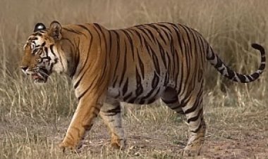 भोरमदेव में लौटी बाघों की ‘दहाड़’ : ट्रैप कैमरों में कैद हुई बाघ-बाघिन की तस्वीरें