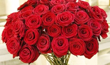 इश्क का सीजन, गुलाबों का जश्न: जानें कहां से आता है आपके वैलेंटाइन का लाल गुलाब