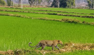 CG News :  मां से बिछड़कर खेत में पहुंचा  तेंदुए का शावक