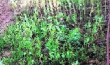 17 दिन के भीतर पांचवीं बार  पकड़ी गई अफीम की खेती