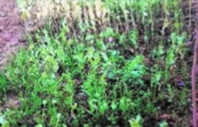 17 दिन के भीतर पांचवीं बार  पकड़ी गई अफीम की खेती