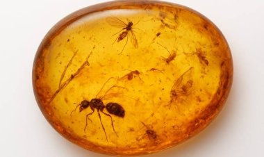 डायनासोर के दौर का 'टाइम कैप्सूल': एम्बर में मिला 99 करोड़ साल पुराना मच्छर, वैज्ञानिक हैरान