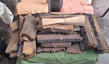 बस्तर में मिली 500 साल पुरानी पांडुलिपि, तालपत्र पर उकेरे गए आयुर्वेद के रहस्य 