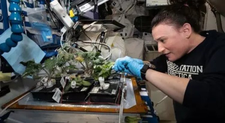 अंतरिक्ष में कैसे खेती करते हैं एस्ट्रोनॉट्स? जानें 'वेजी' (Veggie) सिस्टम और जीरो ग्रैविटी में पौधा उगाने का विज्ञान