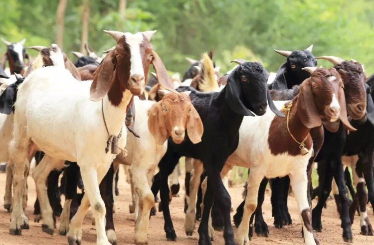 ऐसी अवस्था में मिले 17 बकरे-बकरियां, देखकर आपकी रूह कांप जाएगी...