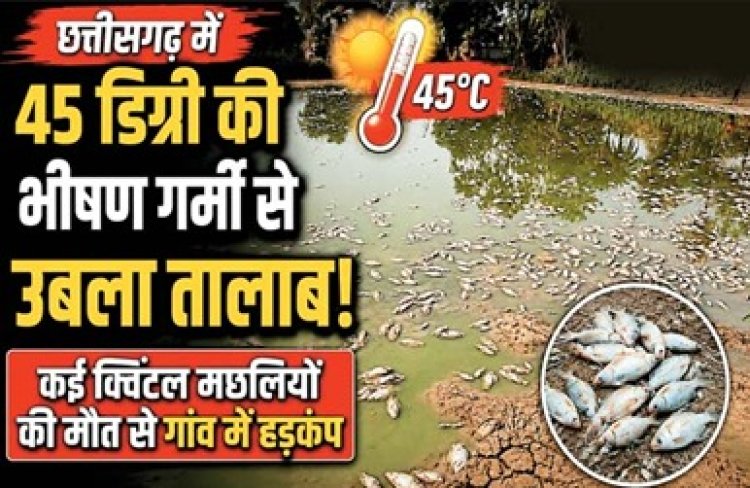 45 डिग्री में उबला तालाब, लाखों मछलियों की मौत