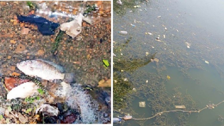 तेलीबांधा तालाब में मरने लगीं मछलियां : ऑक्सीजन की कमी से जलीय जीवन पर संकट