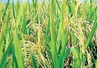 छत्तीसगढ़ में शुरू होगा ‘बासमती धान मिशन’ : अंतरराष्ट्रीय बाजारों में महकेगा प्रदेश का चावल