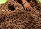 बस्तर में बिक रही दुनिया की सबसे महंगी सब्जी 