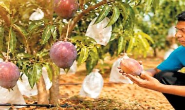 जापान के शाही आम मियाजाकी ने दी बस्तर में दस्तक
