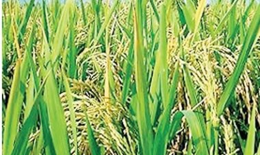 छत्तीसगढ़ में शुरू होगा ‘बासमती धान मिशन’ : अंतरराष्ट्रीय बाजारों में महकेगा प्रदेश का चावल
