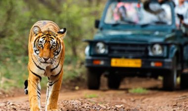 मानसून के चलते 1 अक्टूबर तक बंद रहेंगे टाइगर रिजर्व और जंगल सफारी, वन्यजीव संरक्षण पर सरकार का फोकस