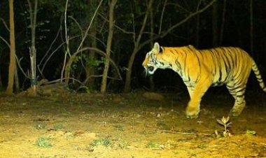 उदंती-सीतानदी टाइगर रिजर्व में दिखी बाघिन 