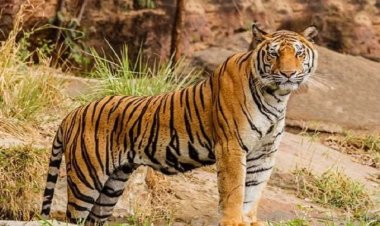पर्यटकों के लिए खुलेगा 40 साल से बंद इन्द्रावती टाइगर रिजर्व 