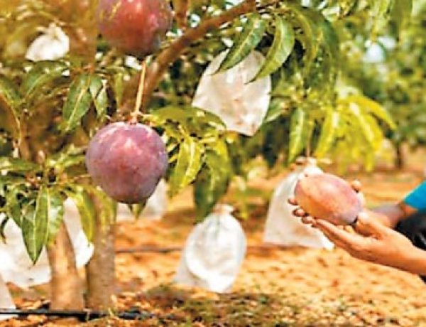 जापान के शाही आम मियाजाकी ने दी बस्तर में दस्तक