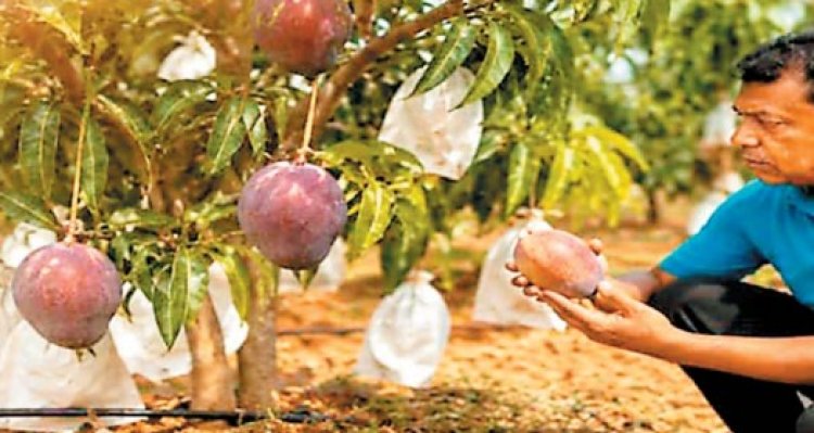 जापान के शाही आम मियाजाकी ने दी बस्तर में दस्तक