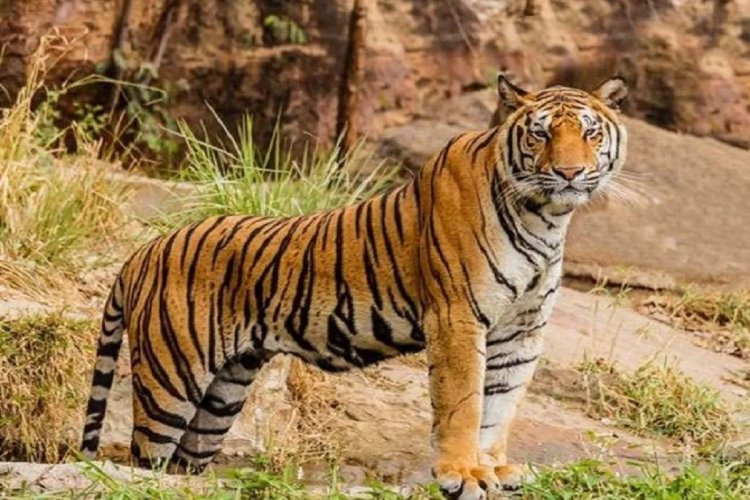 पर्यटकों के लिए खुलेगा 40 साल से बंद इन्द्रावती टाइगर रिजर्व 