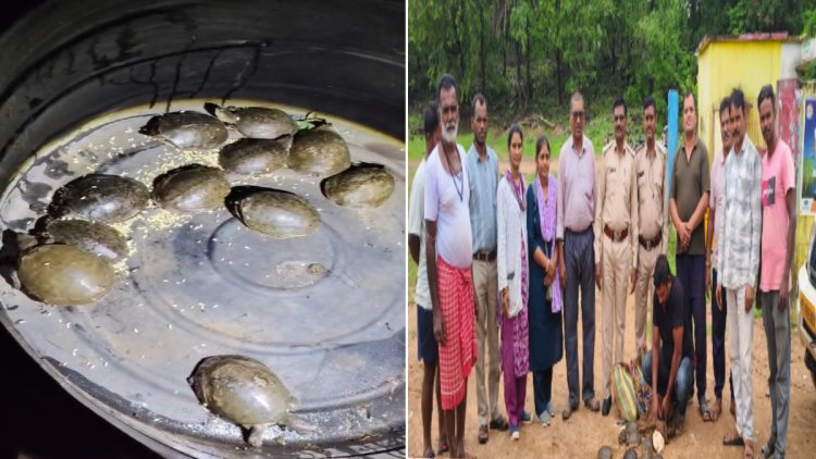 वन विभाग की बड़ी कार्रवाई, 11 जिंदा कछुओं के साथ आरोपी गिरफ्तार