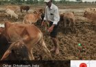 गौधाम में पशुओं की मौत :  जांच रिपोर्ट कलेक्टर को सौंपी गई, 3 दिनों में 6 पशुओं की मृत्यु की पुष्टि
