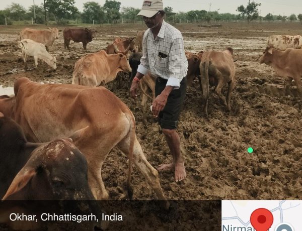 गौधाम में पशुओं की मौत :  जांच रिपोर्ट कलेक्टर को सौंपी गई, 3 दिनों में 6 पशुओं की मृत्यु की पुष्टि