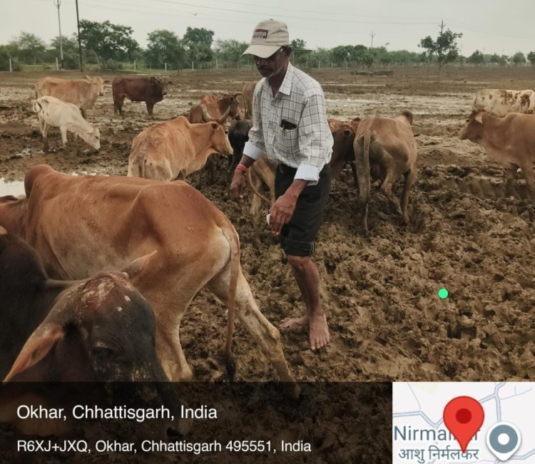 गौधाम में पशुओं की मौत :  जांच रिपोर्ट कलेक्टर को सौंपी गई, 3 दिनों में 6 पशुओं की मृत्यु की पुष्टि