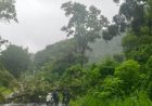 Breaking : बीजापुर घाट पर गिरा विशाल पेड़, NH-63 पर यातायात ठप
