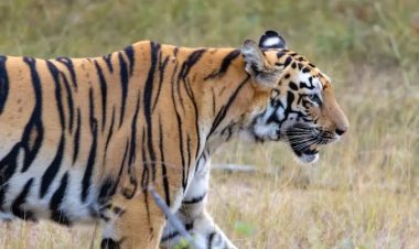 राज्य में 35 बाघ, 355 हाथी संरक्षण की विशेष कार्ययोजना 