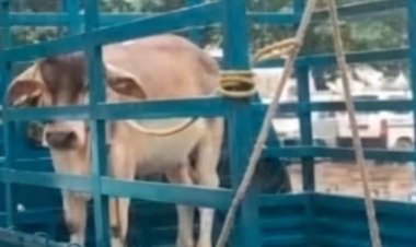 धमतरी में अनोखा मामला: सांड को लेकर थाने पहुंचे ग्रामीण, एफआईआर दर्ज करने पर अड़े