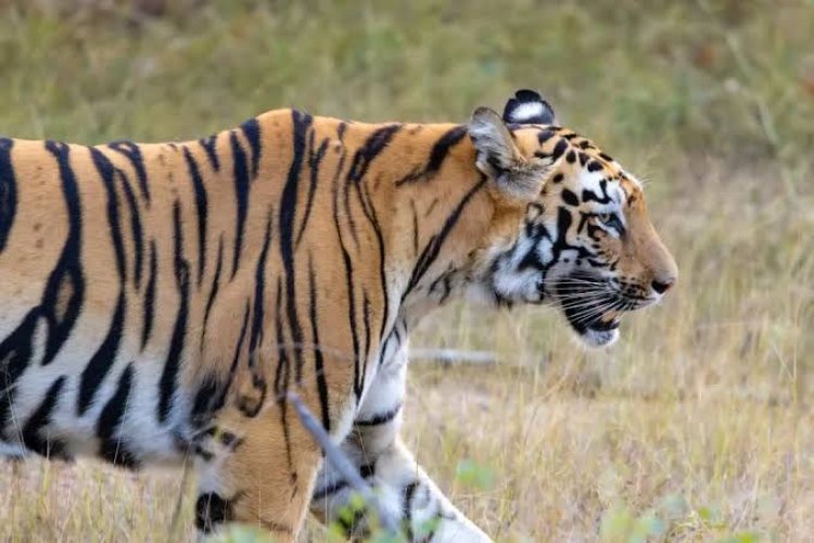 राज्य में 35 बाघ, 355 हाथी संरक्षण की विशेष कार्ययोजना 