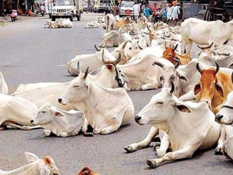 कांजी हाउस में भूख से तड़पकर 11 मवेशियों की मौत: बदबू आने पर खुला राज, सरपंच, सचिव व ग्राम पटेल पर दर्ज कराई गई शिकायत