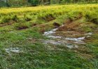 चक्रवात 'अर्नब' की मार: बेमौसम बारिश से धान और दलहन की फसलों को भारी नुकसान, अन्नदाताओं की बढ़ी चिंता