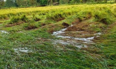 चक्रवात 'अर्नब' की मार: बेमौसम बारिश से धान और दलहन की फसलों को भारी नुकसान, अन्नदाताओं की बढ़ी चिंता