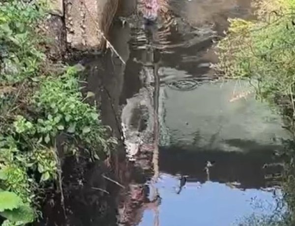 इंसानियत हुई शर्मसार : गोबरा नवापारा में एक निजी अस्पताल के बाहर नाली में मिला नवजात का भ्रूण