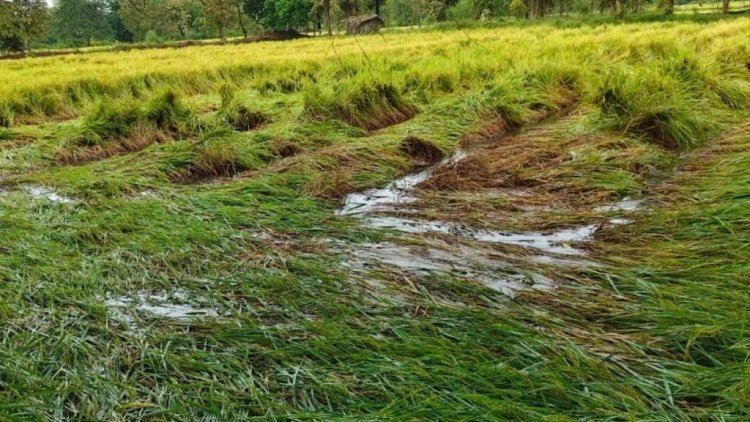 चक्रवात 'अर्नब' की मार: बेमौसम बारिश से धान और दलहन की फसलों को भारी नुकसान, अन्नदाताओं की बढ़ी चिंता
